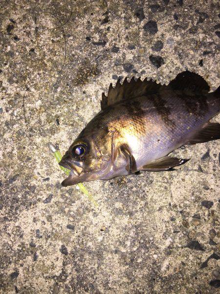 本日もメバル釣行